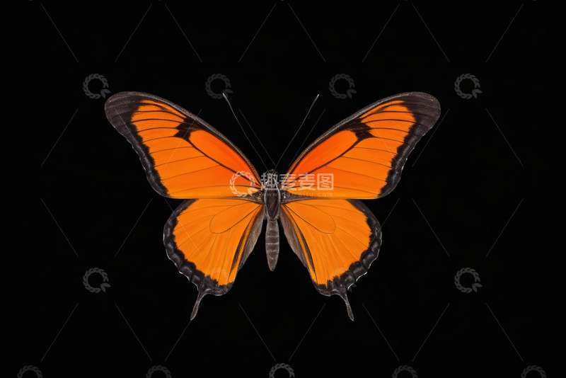 高清大图下载【趣麦麦图】橙色蝴蝶特写