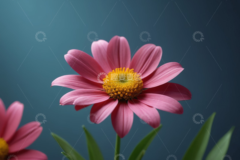高清大图下载【趣麦麦图】粉色花朵特写