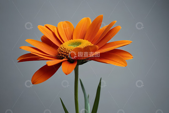 橙色花朵特写