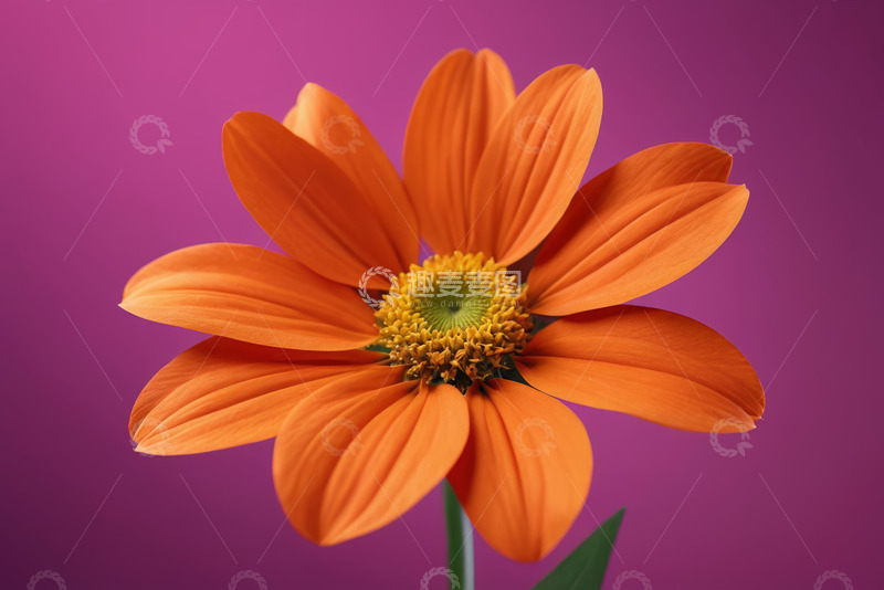 高清大图下载【趣麦麦图】-橙色花朵特写花卉素材