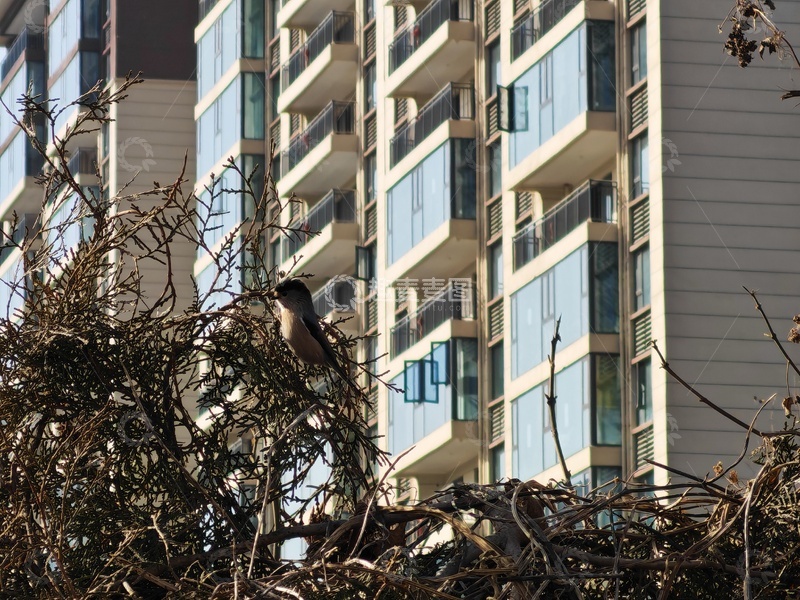 高清大图下载【趣麦麦图】树枝上的鸟儿