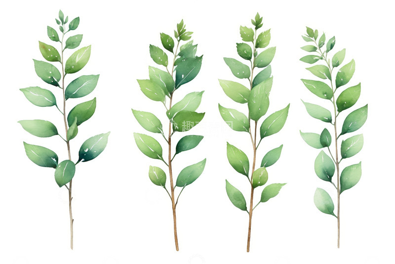 高清大图下载【趣麦麦图】水彩风格绿色植物枝叶素材