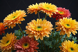 多彩菊花微距特写