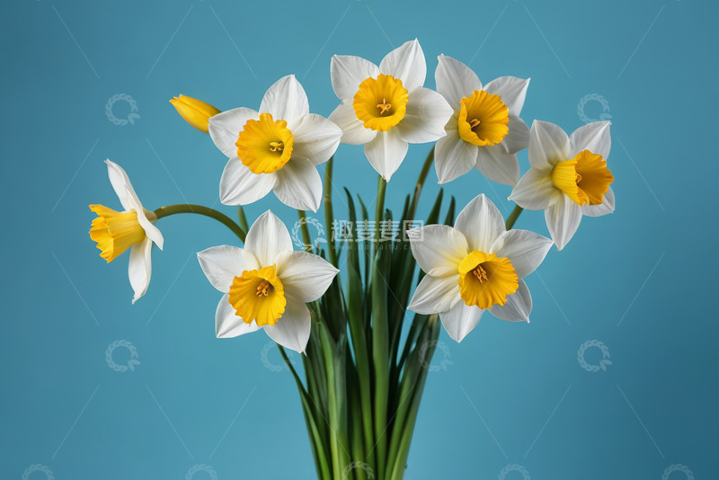 高清大图下载【趣麦麦图】蓝背景下绽放的白色黄芯水仙花
