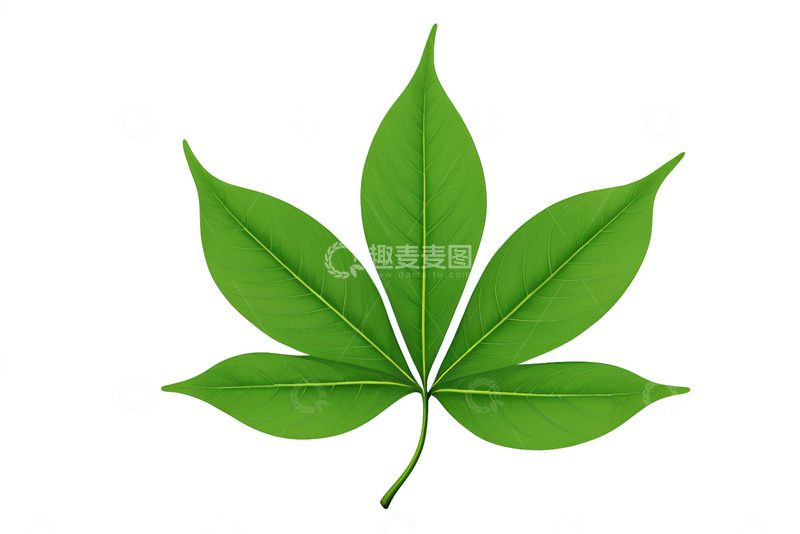 高清大图下载【趣麦麦图】绿色植物叶子特写素材