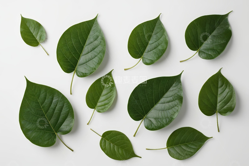 高清大图下载【趣麦麦图】白色背景上的绿色叶片
