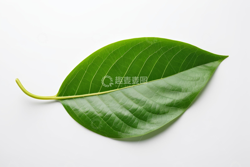 高清大图下载【趣麦麦图】白色背景上的绿色单叶