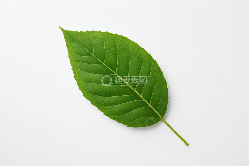 高清大图下载【趣麦麦图】绿色单叶片特写