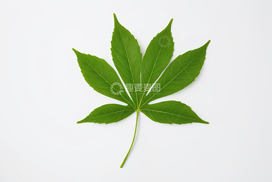 白色背景上的绿色叶片