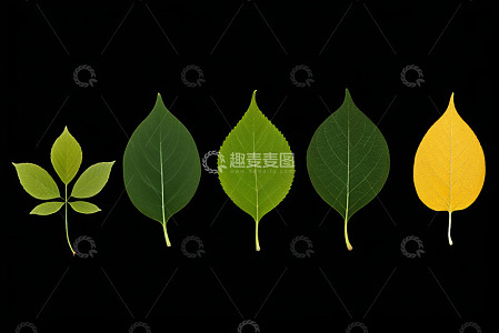 不同形态与颜色的植物叶片