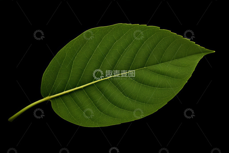 高清大图下载【趣麦麦图】黑色背景下的绿色单叶特写