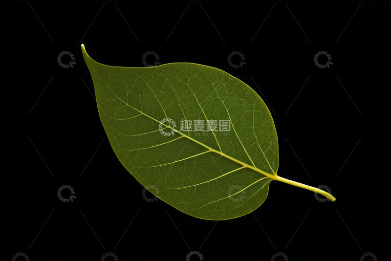 高清大图下载【趣麦麦图】绿色叶片特写