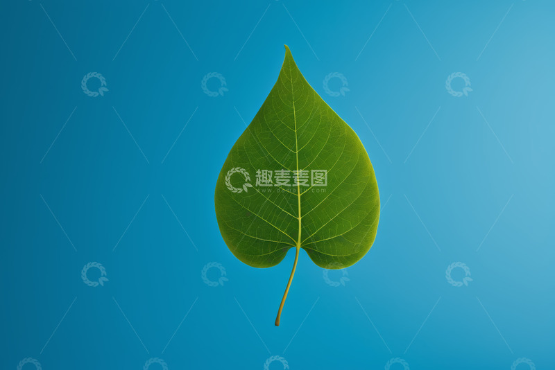 高清大图下载【趣麦麦图】蓝色背景下的绿色叶片