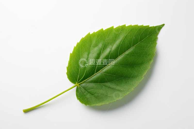 高清大图下载【趣麦麦图】白色背景上的绿色植物叶片