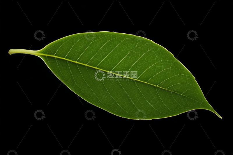 高清大图下载【趣麦麦图】绿色单叶特写