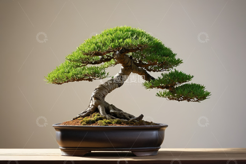 高清大图下载【趣麦麦图】中式盆景绿植特写