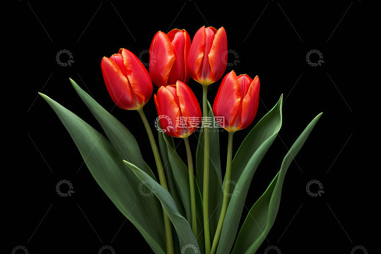 红色郁金香特写
