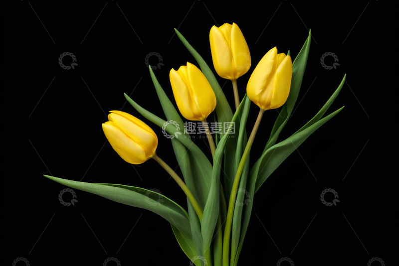 高清大图下载【趣麦麦图】黄色郁金香花卉特写