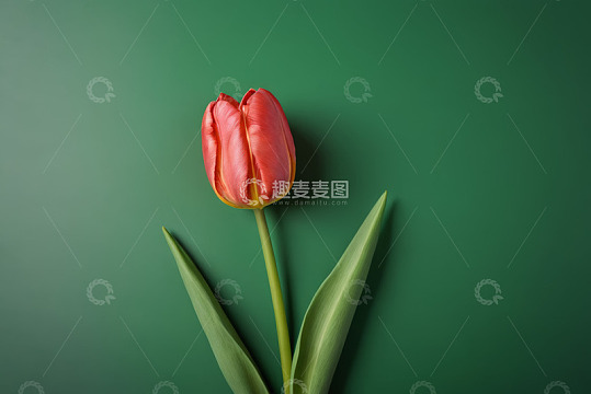 红色郁金香特写