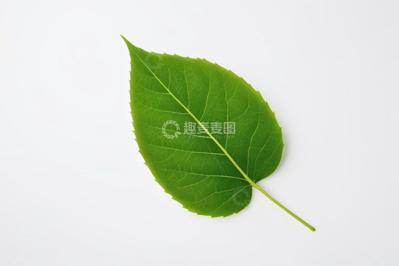 高清大图下载【趣麦麦图】白色背景上的绿色单叶