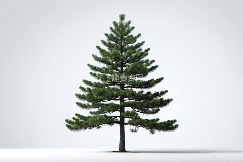 高清大图下载【趣麦麦图】单棵松树素材