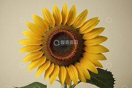 特写黄色向日葵花卉素材