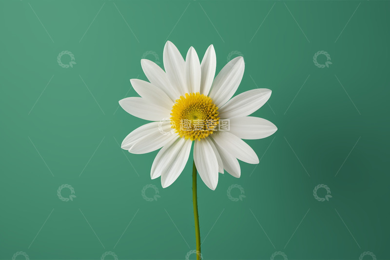 高清大图下载【趣麦麦图】绿色背景下的白色雏菊特写