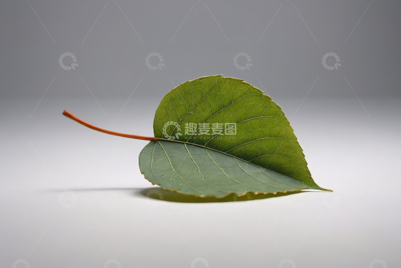 高清大图下载【趣麦麦图】绿色单叶片静物特写