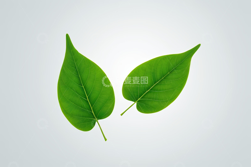 高清大图下载【趣麦麦图】两片绿色植物叶子特写