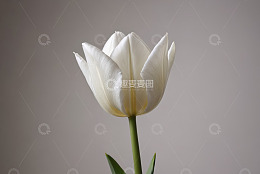 白色郁金香特写
