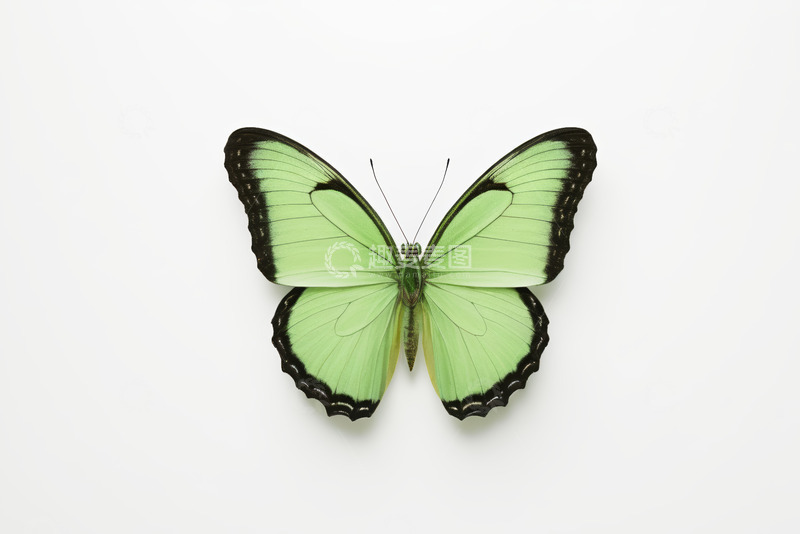 高清大图下载【趣麦麦图】绿色蝴蝶特写素材