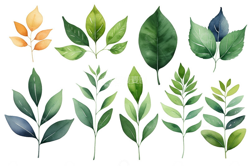 高清大图下载【趣麦麦图】水彩风格多样叶片素材