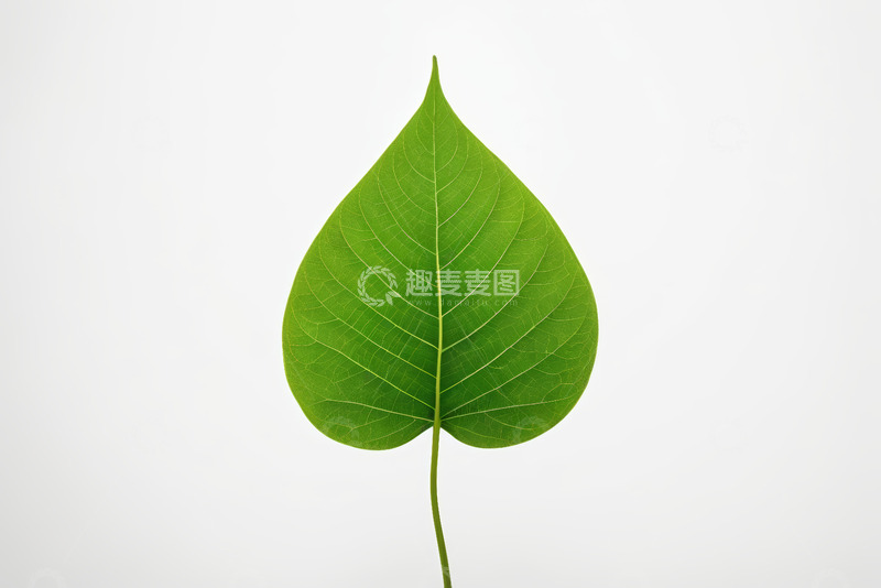高清大图下载【趣麦麦图】绿色单叶特写素材