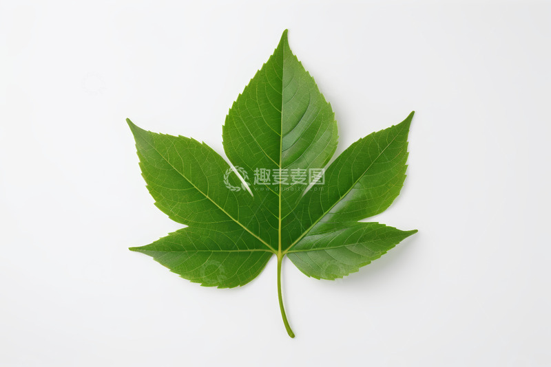 高清大图下载【趣麦麦图】白色背景上的绿色叶片