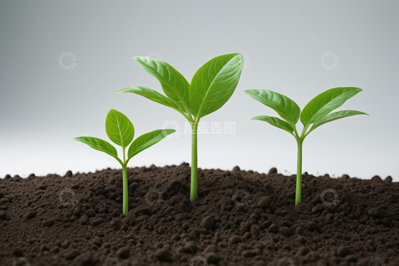 高清大图下载【趣麦麦图】土壤中生长的绿色幼苗
