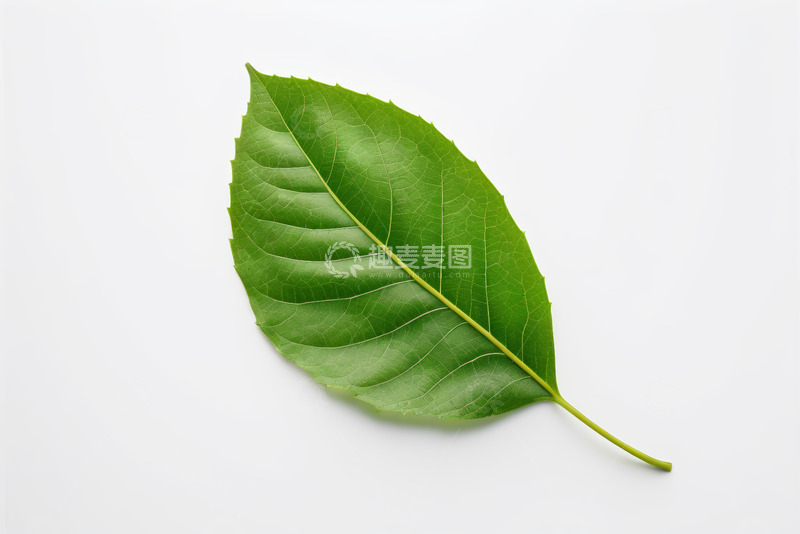 高清大图下载【趣麦麦图】绿色单叶特写素材