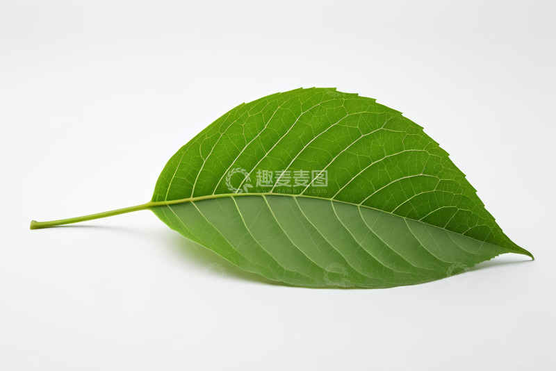 高清大图下载【趣麦麦图】绿色单叶片特写