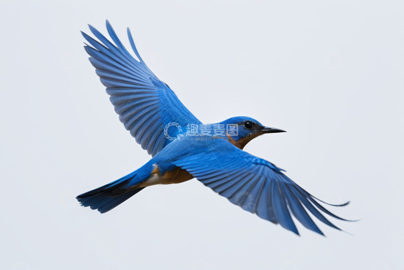 高清大图下载【趣麦麦图】蓝色飞鸟展翅飞翔画面