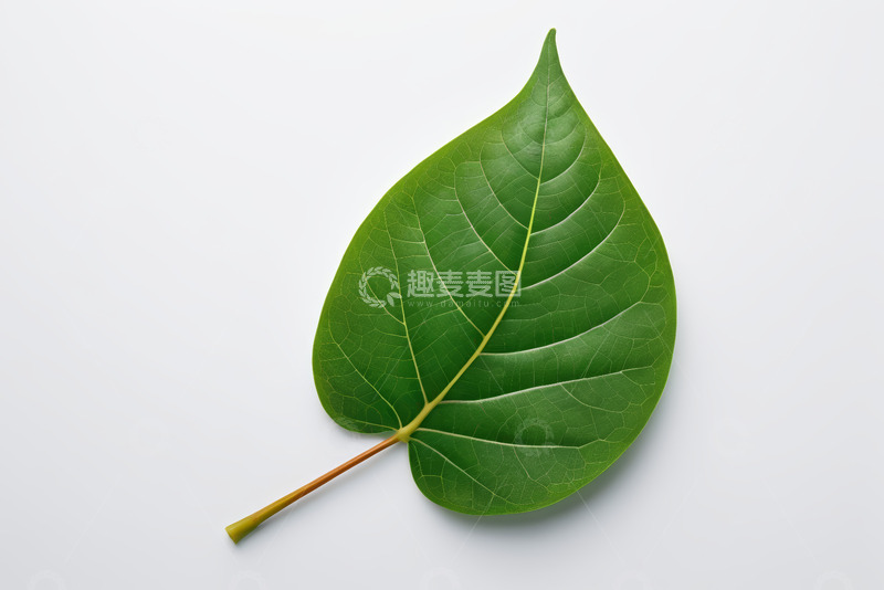 高清大图下载【趣麦麦图】绿色单叶特写