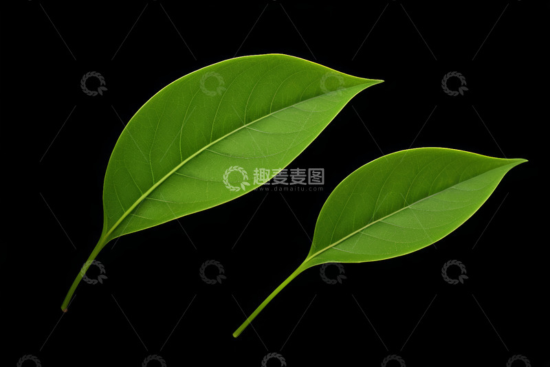 高清大图下载【趣麦麦图】黑色背景下的两片绿色叶子