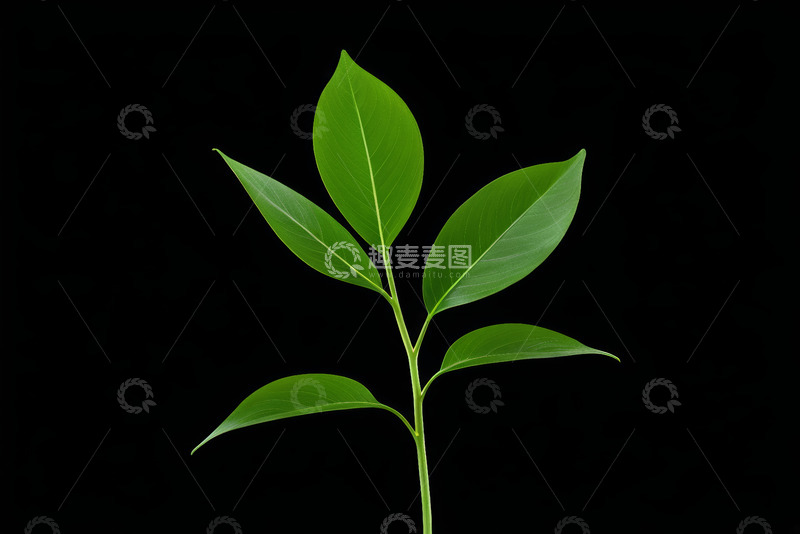 高清大图下载【趣麦麦图】黑色背景下的绿色植物叶子