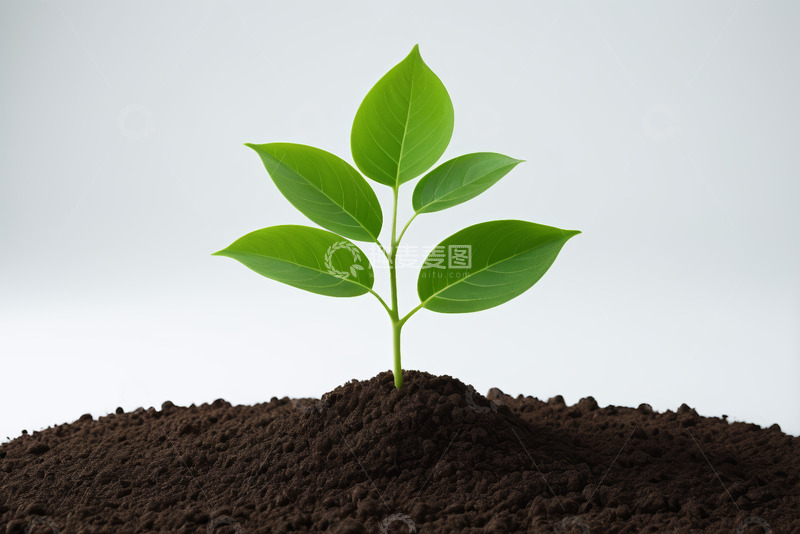 高清大图下载【趣麦麦图】破土而出的绿色植物幼苗
