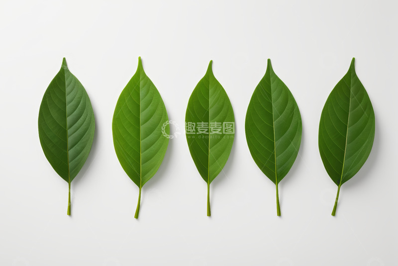 高清大图下载【趣麦麦图】白色背景上排列的绿色叶片
