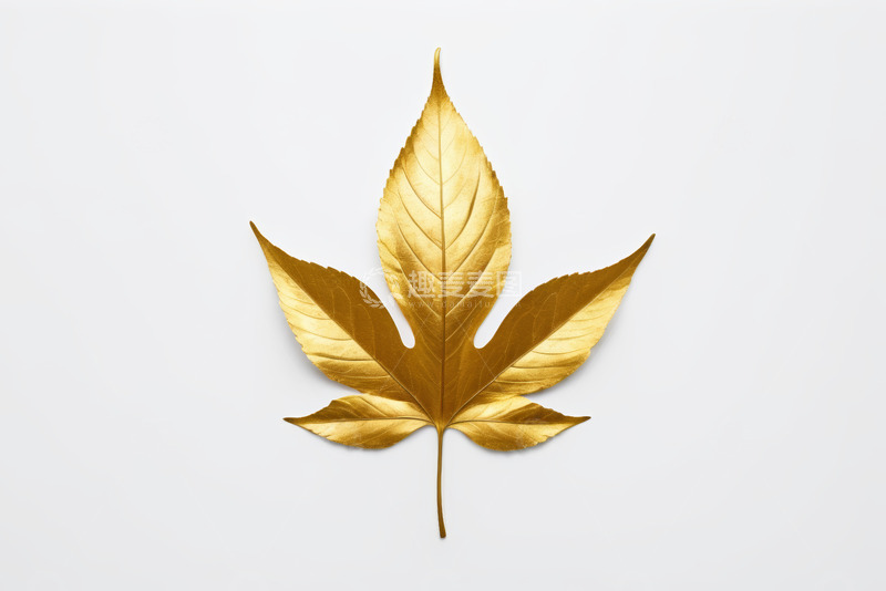 高清大图下载【趣麦麦图】金色叶子特写素材