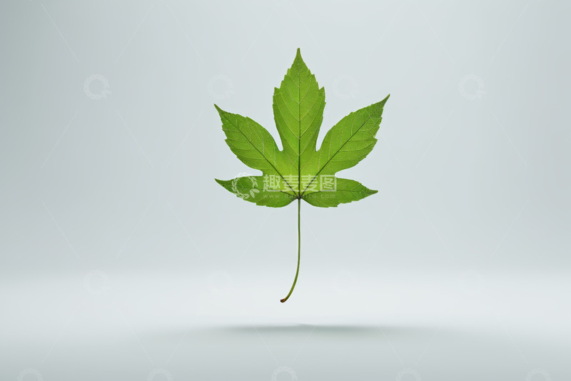 高清大图下载【趣麦麦图】绿色单叶悬浮背景素材