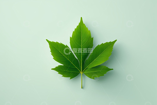 浅绿色背景上的绿色叶片