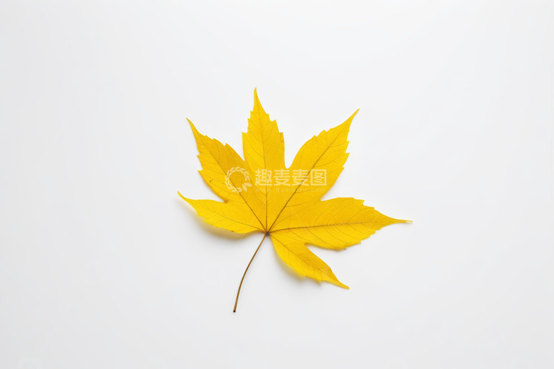 高清大图下载【趣麦麦图】黄色枫叶特写