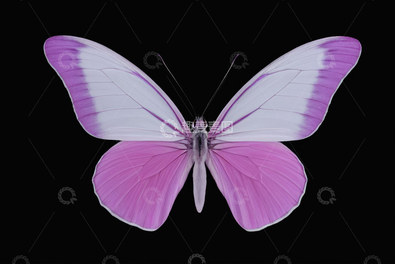 高清大图下载【趣麦麦图】紫色蝴蝶特写素材