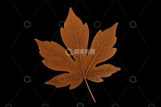 干枯枫叶特写素材