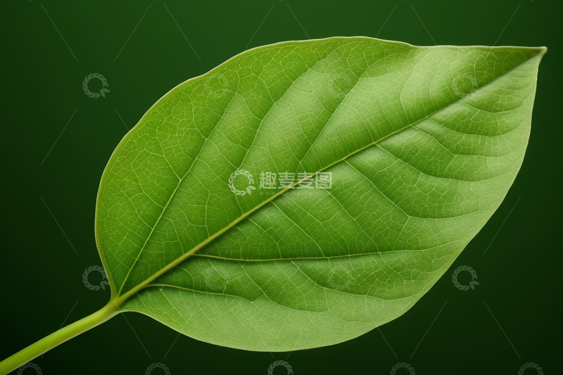 高清大图下载【趣麦麦图】绿色植物叶片特写